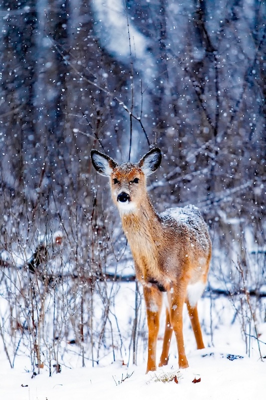 A deer in winter snow