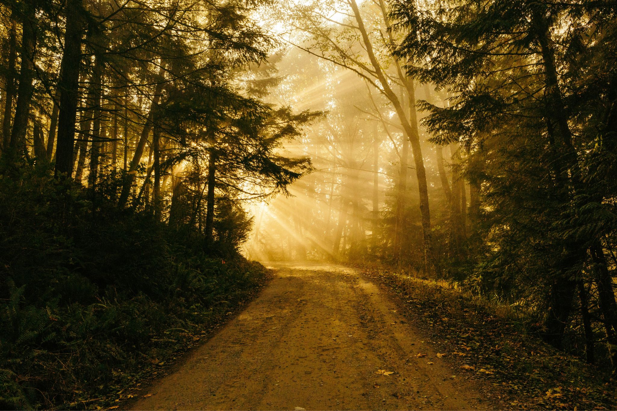 A forest path at sunrise with golden light streaming through the trees, symbolizing clarity, protection, and the journey of honoring personal boundaries.
