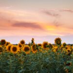 Sunflowers under a beautiful sunset.