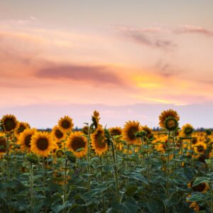 Sunflowers under a beautiful sunset.