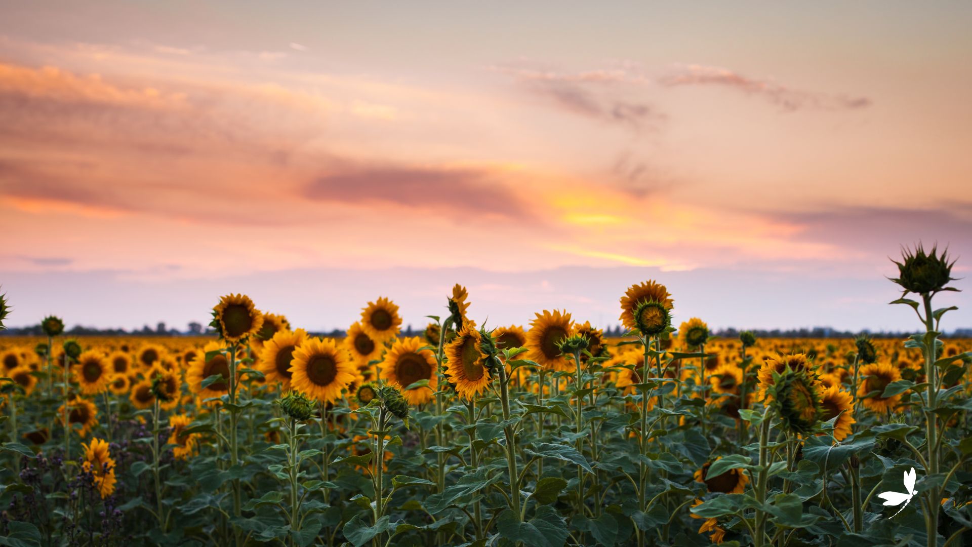 Sunflowers under a beautiful sunset.